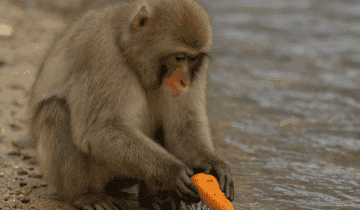 What The Hundredth Monkey Reveals About a General Strike