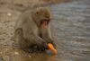 Japanese macaque washing a sweet potato—‘hundredth monkey’ story explained
